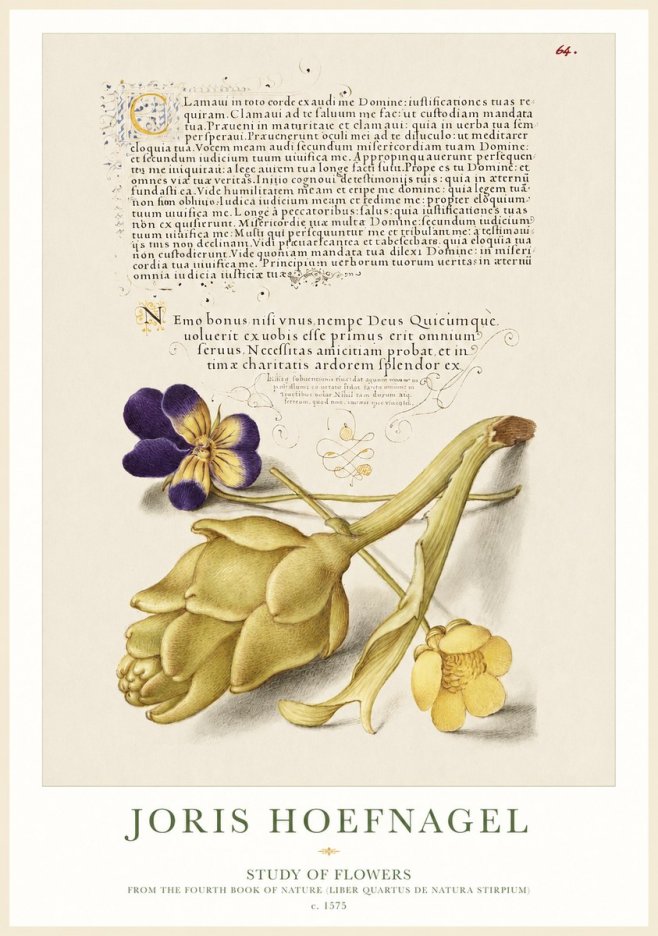 Joris Hoefnagel Botanical Study with Calligraphy III No2 - Póster