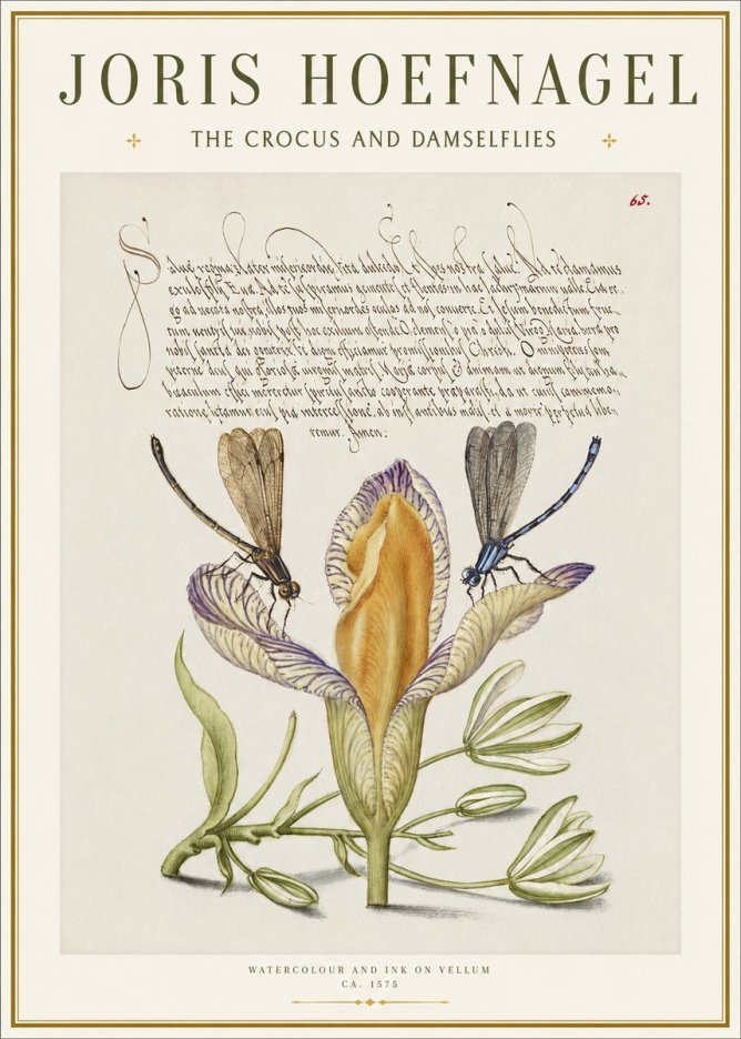 Joris Hoefnagel The Crocus and Damselflies No1 - Póster