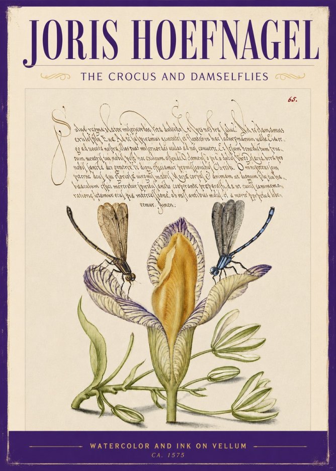 Joris Hoefnagel The Crocus and Damselflies No2 - Póster