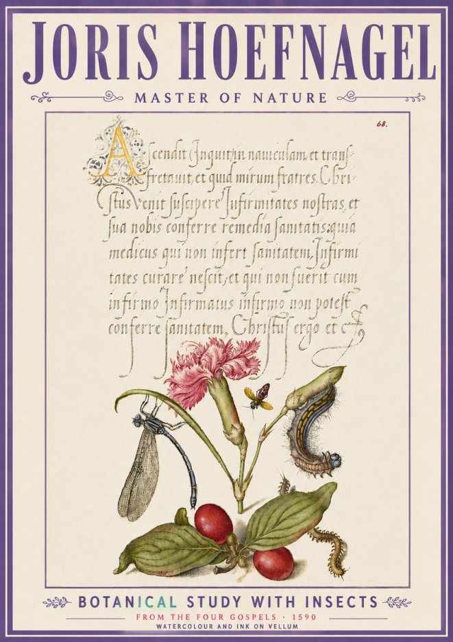 Joris Hoefnagel Botanical Study with Insects No6 - Póster