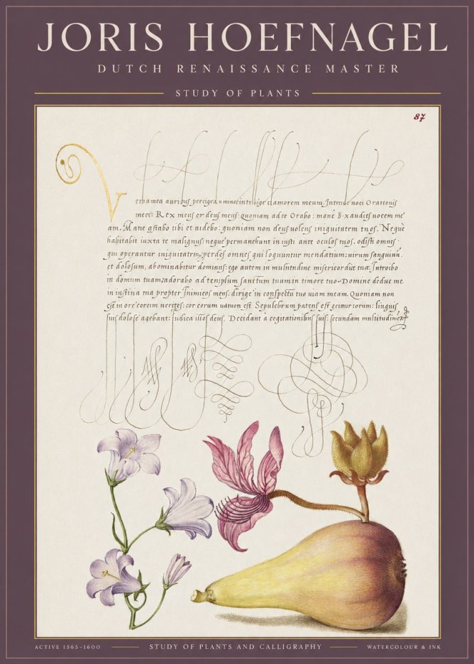 Joris Hoefnagel Study of Plants II No1 - Póster