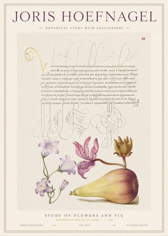 Joris Hoefnagel Study of Plants II No2 - Póster