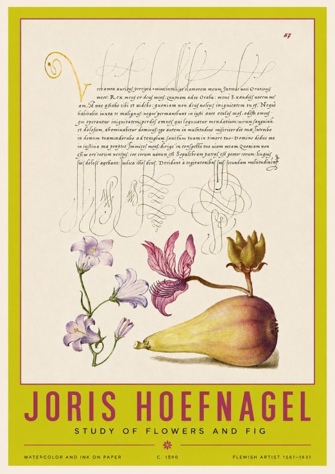 Joris Hoefnagel Study of Plants II No4 - Póster