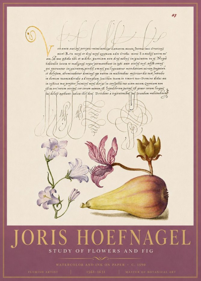 Joris Hoefnagel Study of Plants II No5 - Póster
