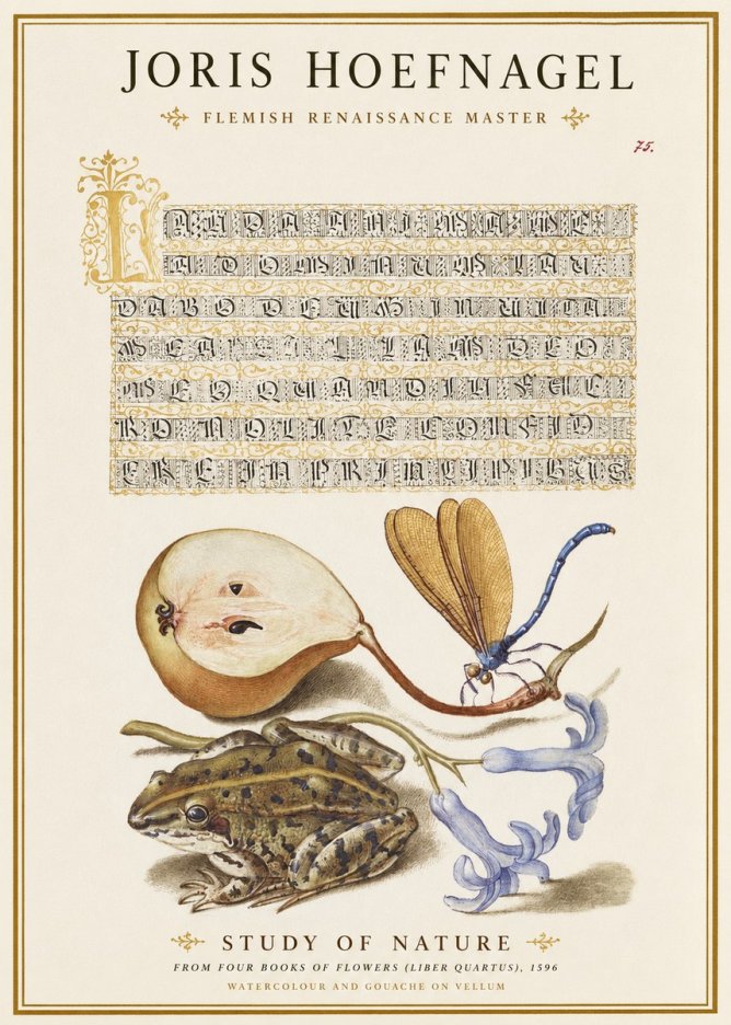 Joris Hoefnagel Study of Nature II No1 - Póster