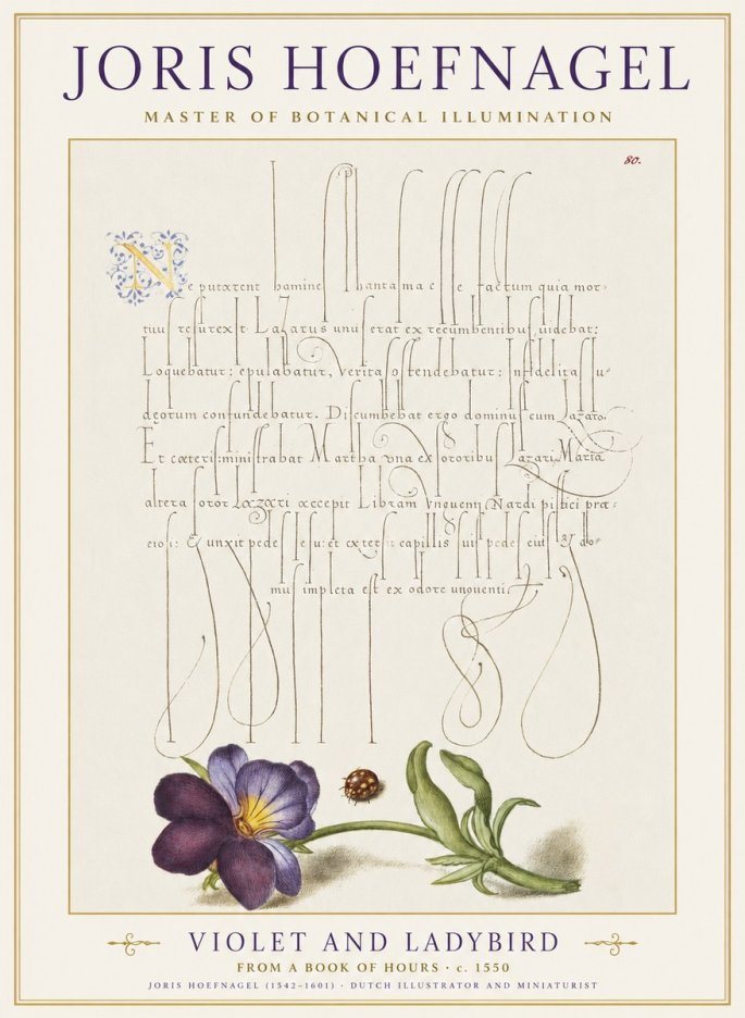 Joris Hoefnagel Violet and Ladybird No1 - Póster