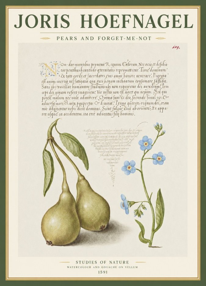 Joris Hoefnagel Pears and Forget-me-not No1 - Póster