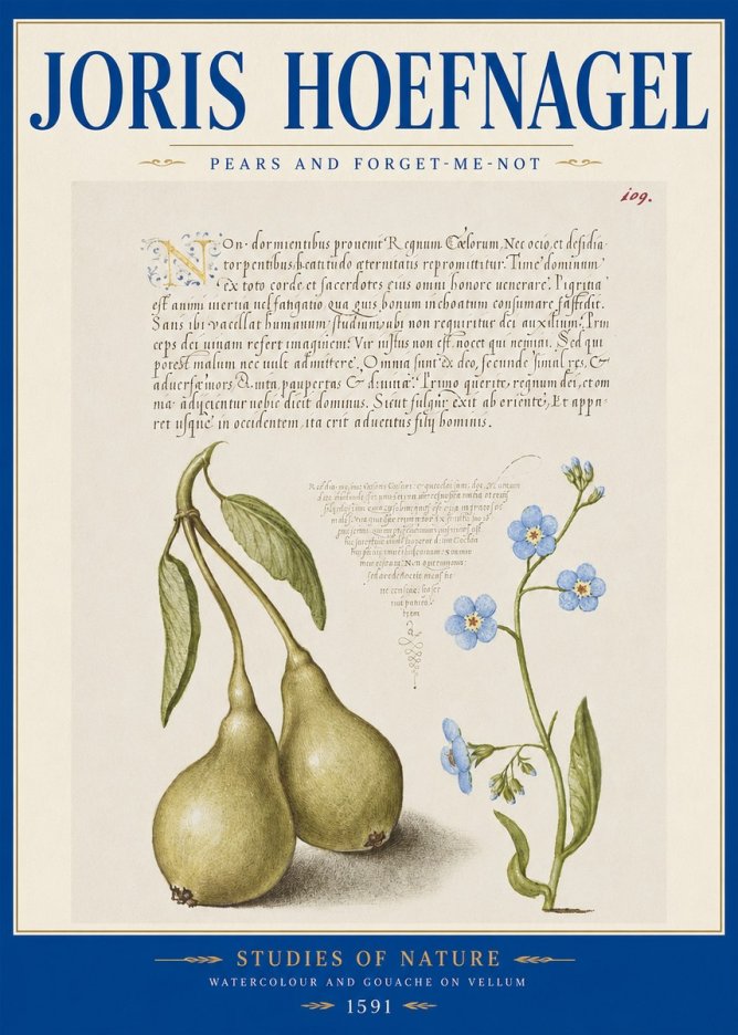 Joris Hoefnagel Pears and Forget-me-not No2 - Póster