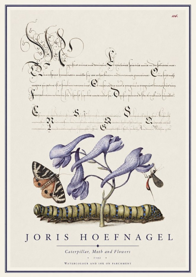 Joris Hoefnagel Caterpillar, Moth and Flowers No1 - Póster