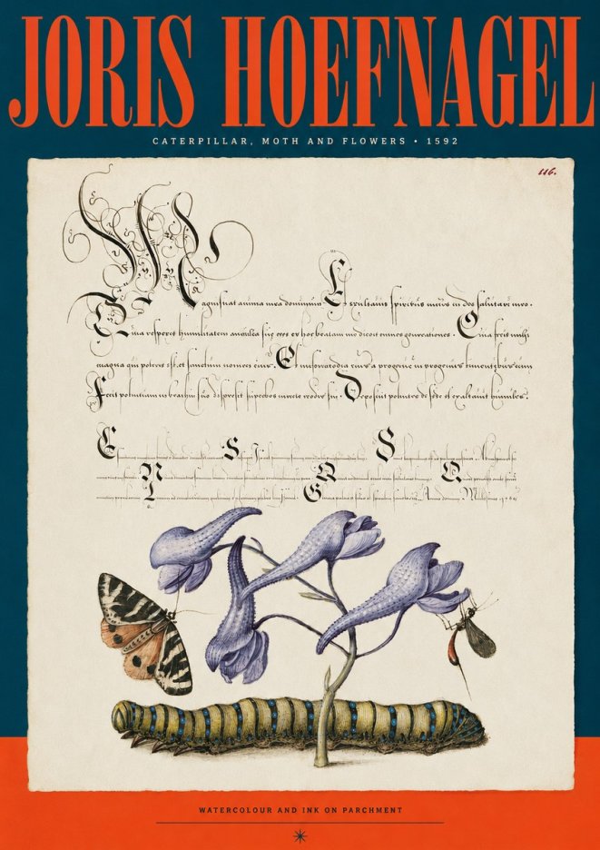 Joris Hoefnagel Caterpillar, Moth and Flowers No2 - Póster