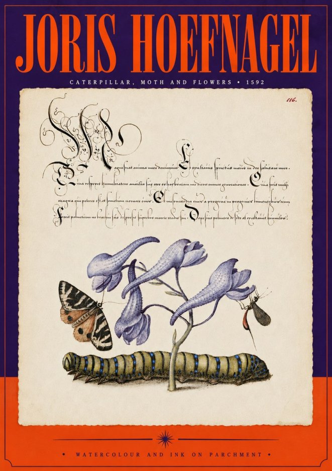 Joris Hoefnagel Caterpillar, Moth and Flowers No5 - Póster