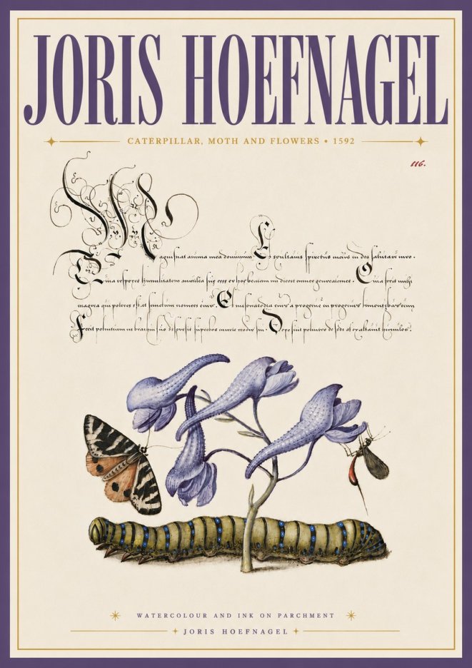 Joris Hoefnagel Caterpillar, Moth and Flowers No6 - Póster