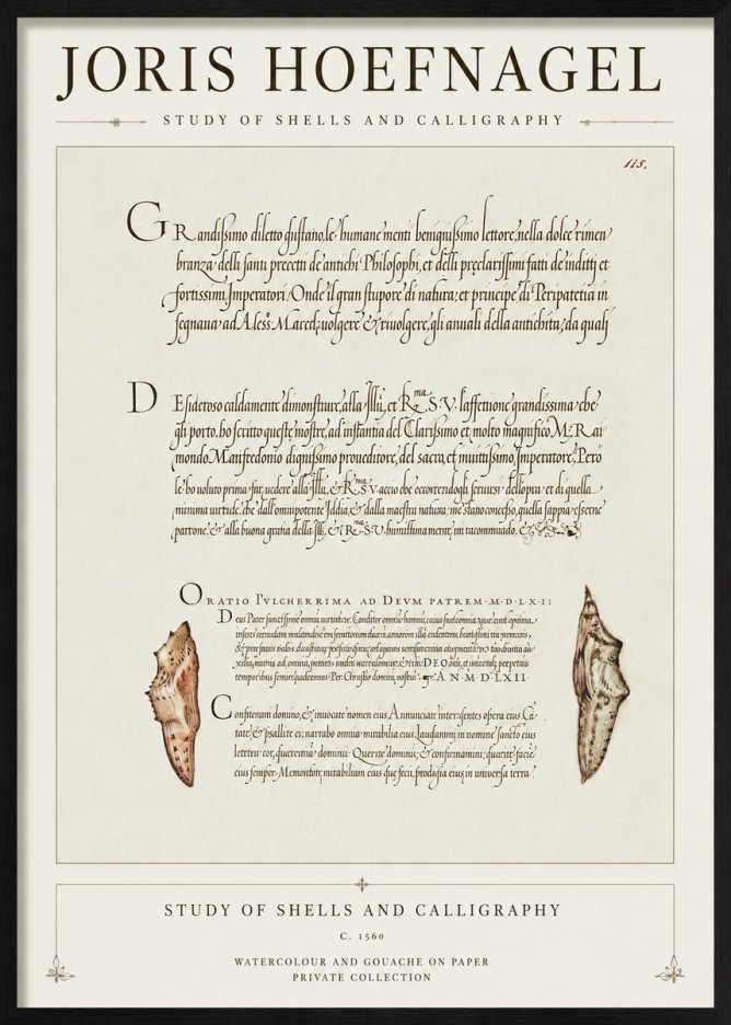 Joris Hoefnagel Study of Shells and Calligraphy No1 - Póster
