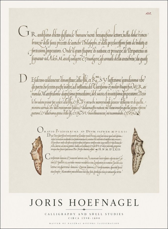 Joris Hoefnagel Study of Shells and Calligraphy No2 - Póster