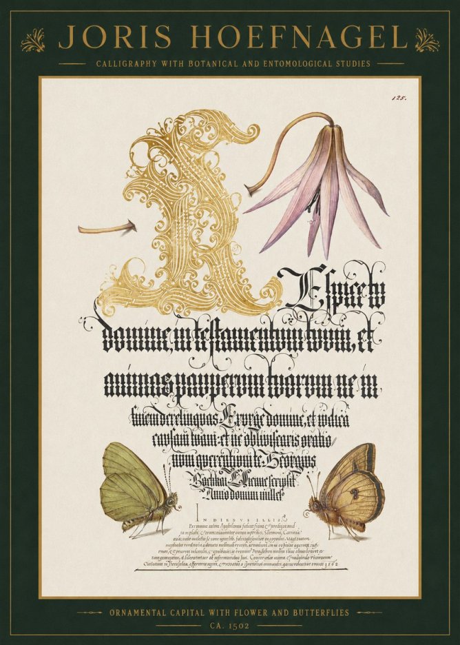 Joris Hoefnagel Ornamental Capital with Flower and Butterflies No1 - Póster