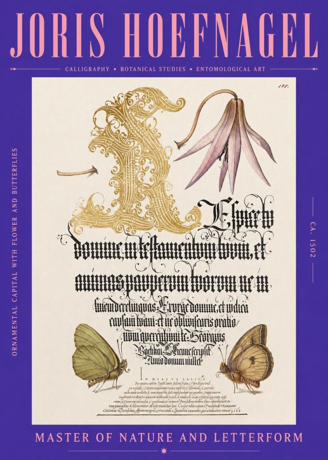 Joris Hoefnagel Ornamental Capital with Flower and Butterflies No2 - Póster