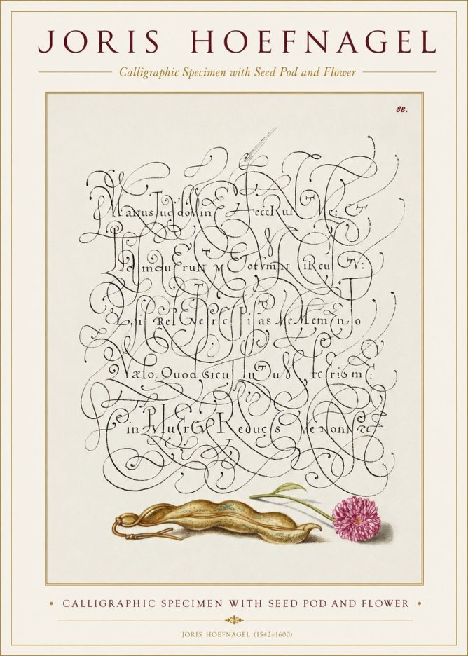 Joris Hoefnagel Calligraphic Specimen with Seed Pod and Flower No1 - Póster