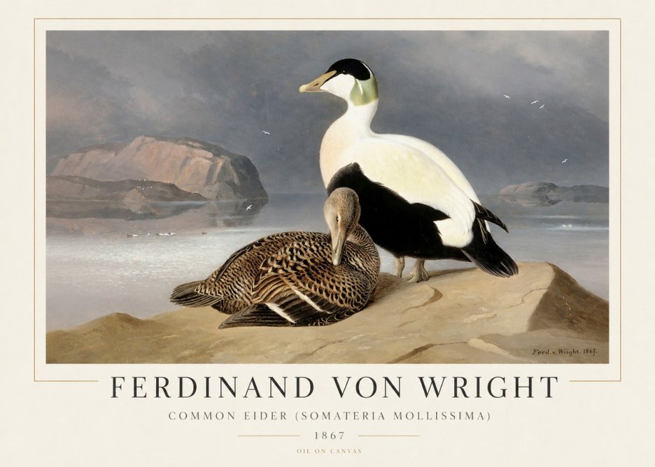 Ferdinand von Wright Common Eider (Somateria Mollissima) No1 - Póster
