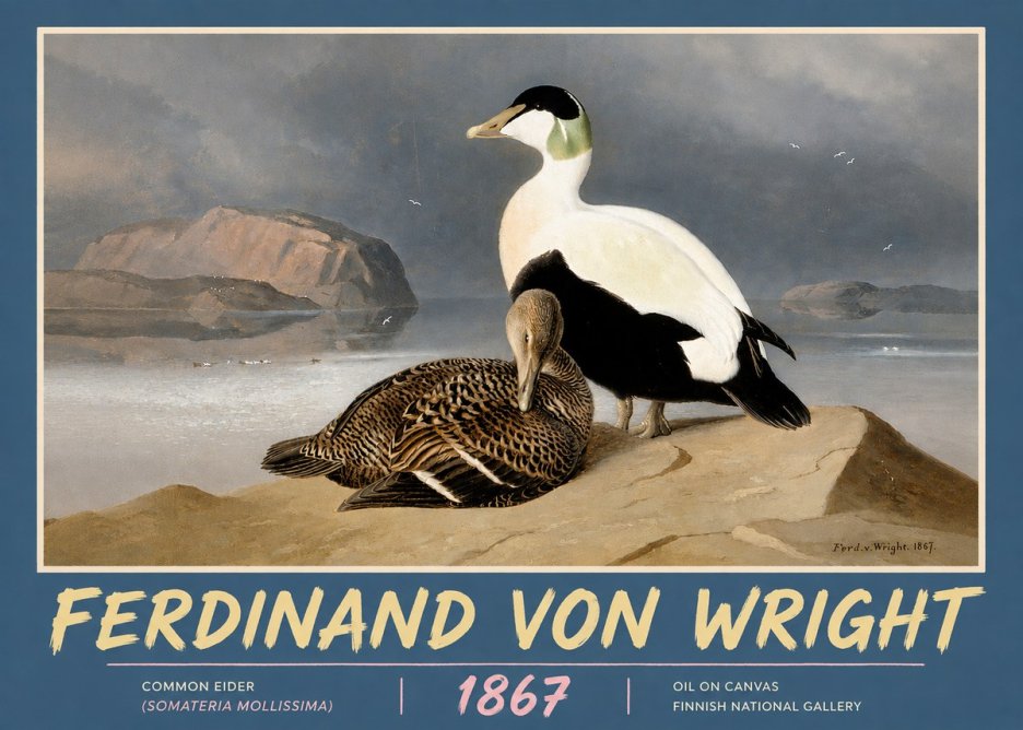 Ferdinand von Wright Common Eider (Somateria Mollissima) No5 - Póster
