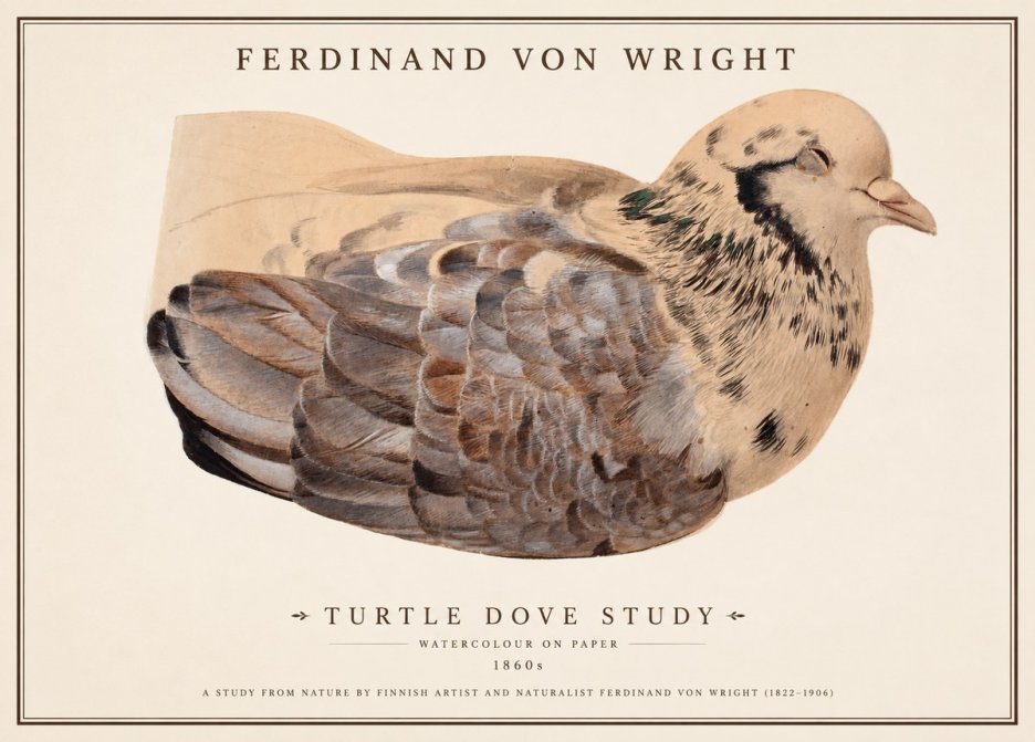 Ferdinand von Wright Turtle Dove Study No1 - Póster
