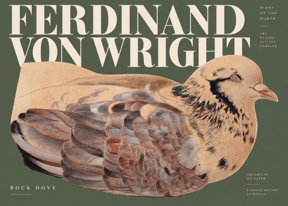 Ferdinand von Wright Turtle Dove Study No3 - Póster