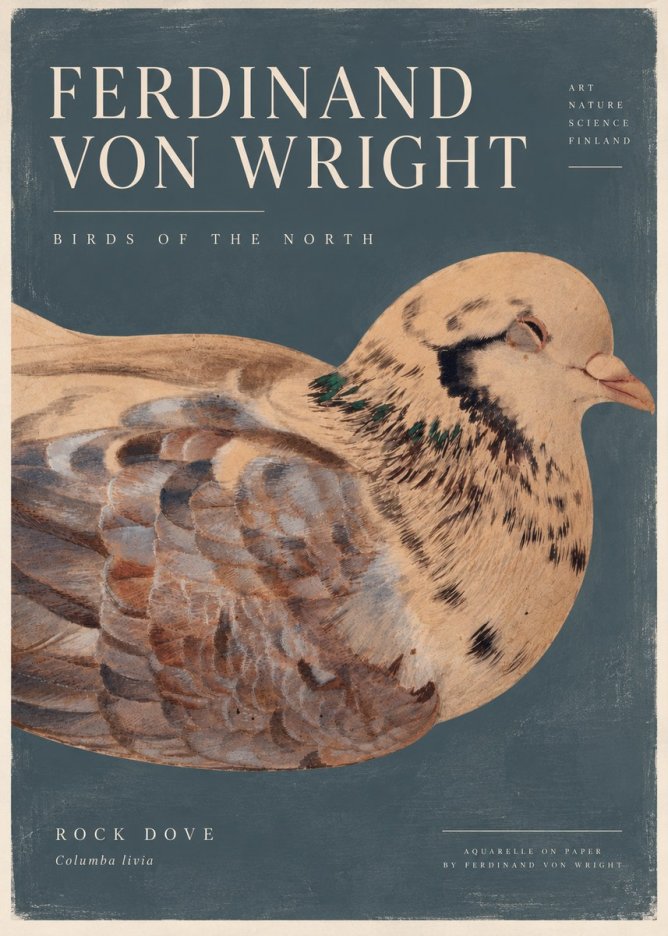 Ferdinand von Wright Turtle Dove Study No5 - Póster