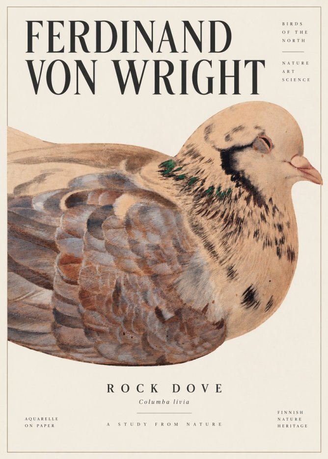 Ferdinand von Wright Turtle Dove Study No6 - Póster