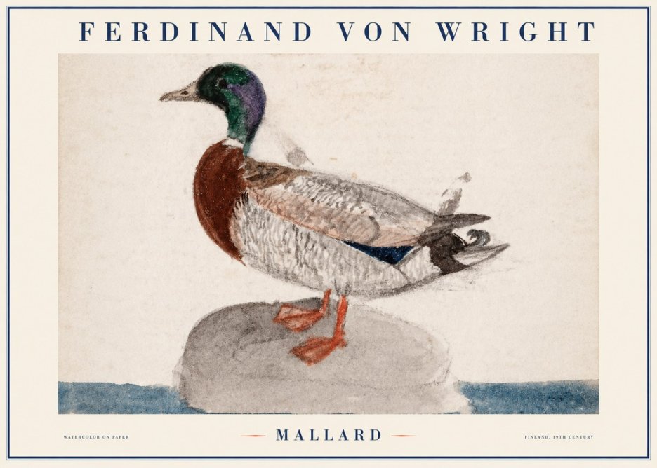 Ferdinand von Wright Mallard No1 - Póster