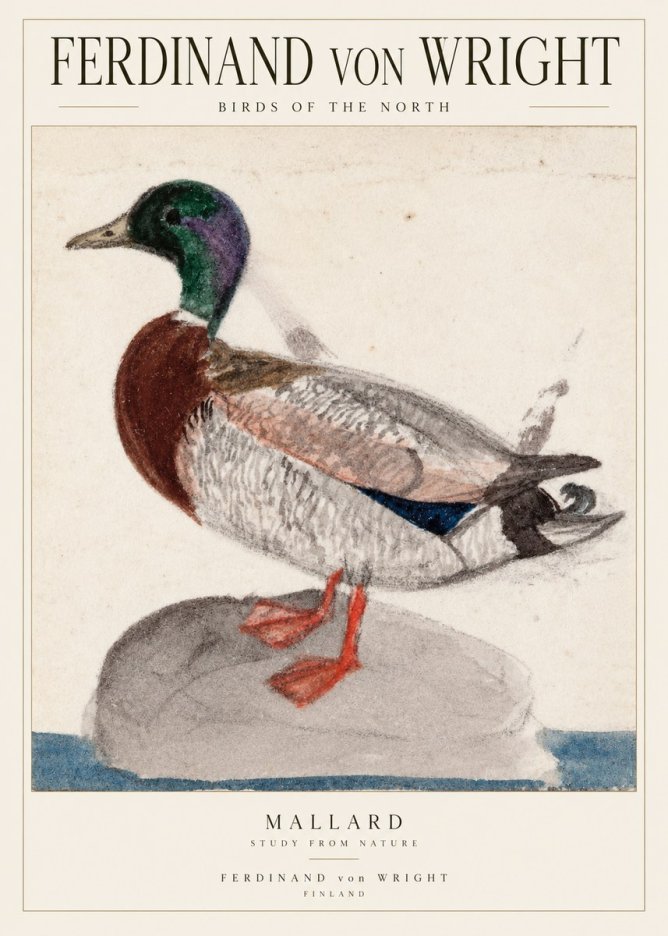 Ferdinand von Wright Mallard No2 - Póster