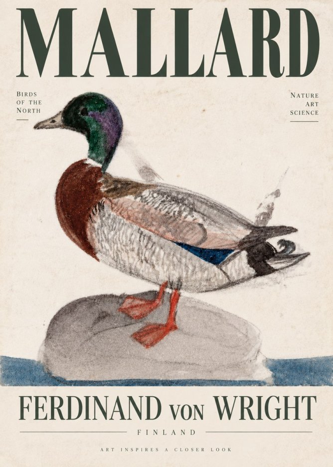 Ferdinand von Wright Mallard No4 - Póster
