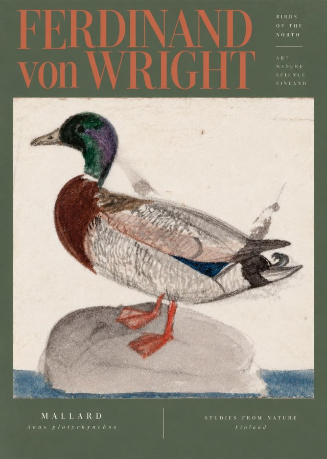 Ferdinand von Wright Mallard No5 - Póster