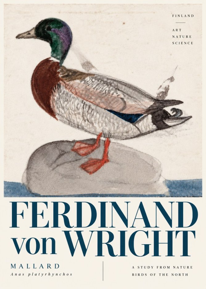 Ferdinand von Wright Mallard No6 - Póster