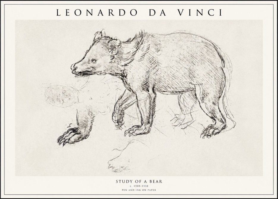 Leonardo da Vinci Study of a Bear No1 - Póster