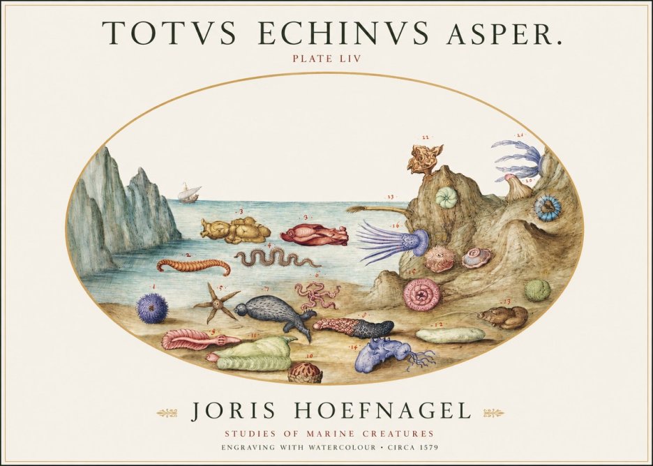 Joris Hoefnagel Totvs Echinvs Asper. Plate Liv No1 - Póster