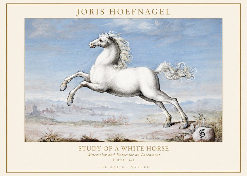 Joris Hoefnagel Study of a White Horse No1 - Póster
