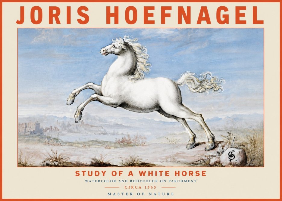 Joris Hoefnagel Study of a White Horse No4 - Póster