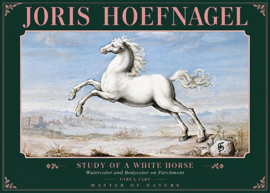 Joris Hoefnagel Study of a White Horse No5 - Póster