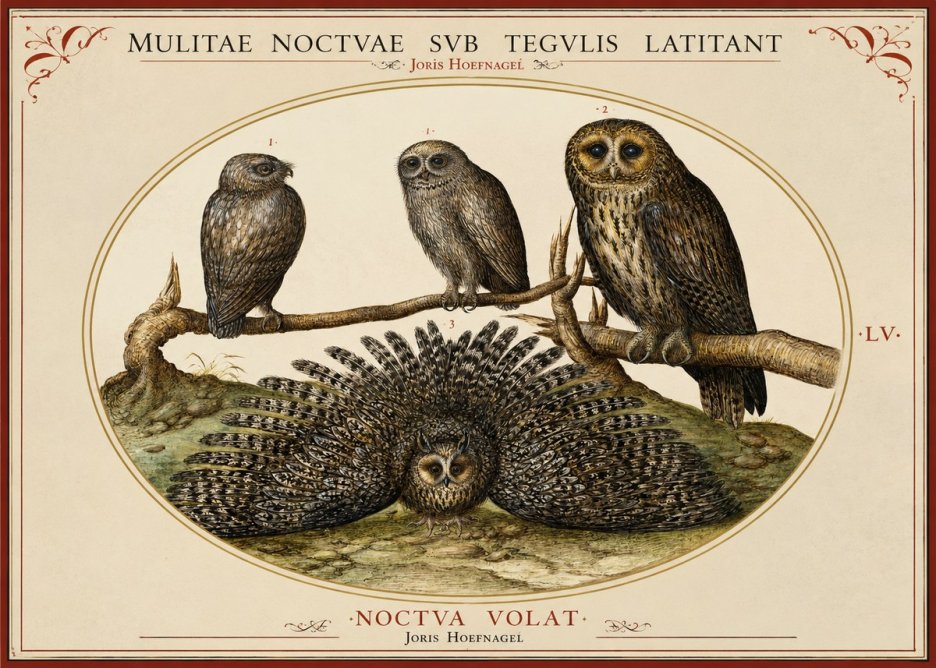 Joris Hoefnagel Noctva Volat No2 - Póster