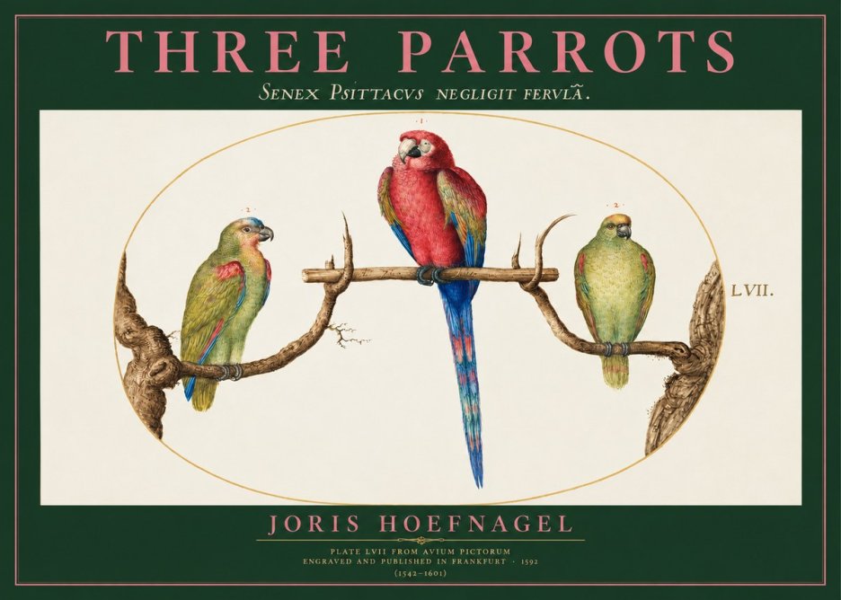 Joris Hoefnagel Three Parrots No2 - Póster