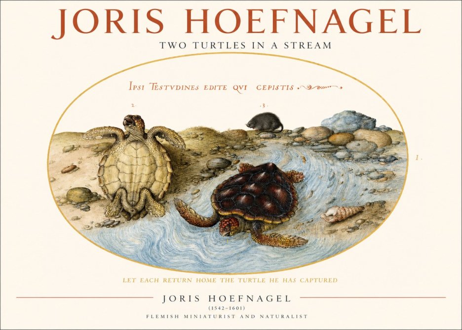 Joris Hoefnagel Two Turtles in a Stream No1 - Póster