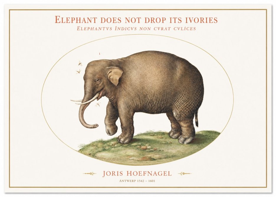 Joris Hoefnagel Elephant Does Not Drop Its Ivories No1 - Póster