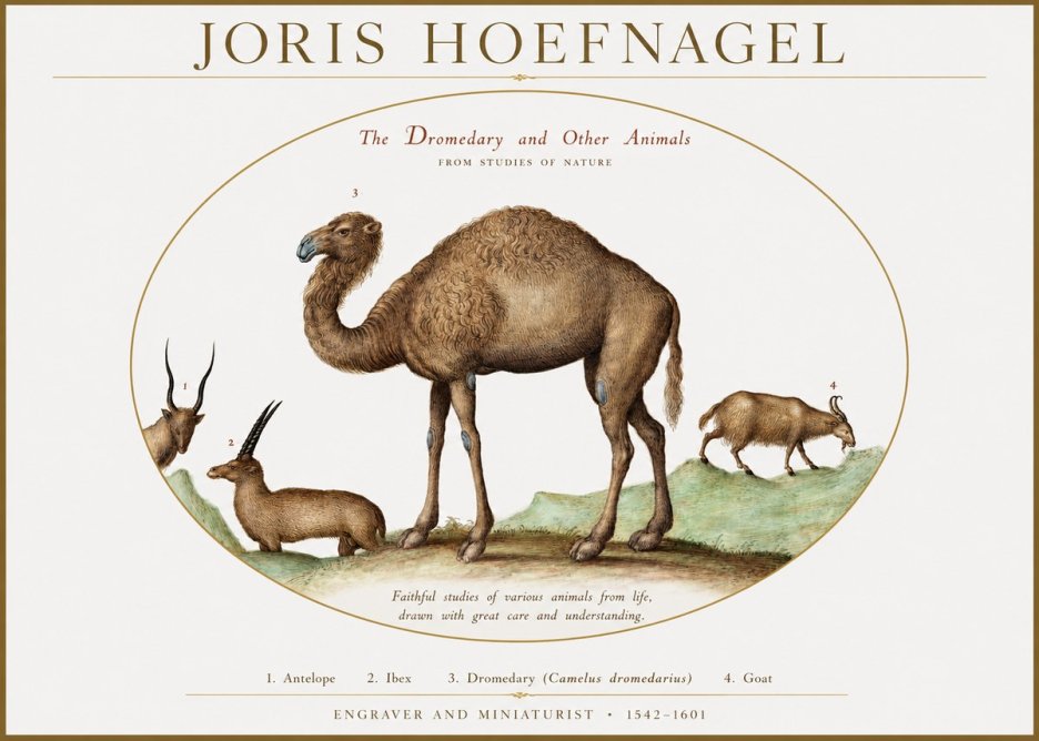 Joris Hoefnagel The Dromedary and Other Animals from Studies of Nature No1 - Póster