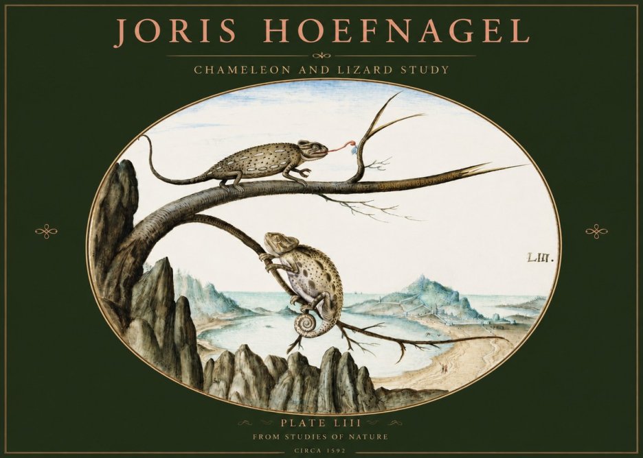 Joris Hoefnagel Chameleon and Lizard No3 - Póster