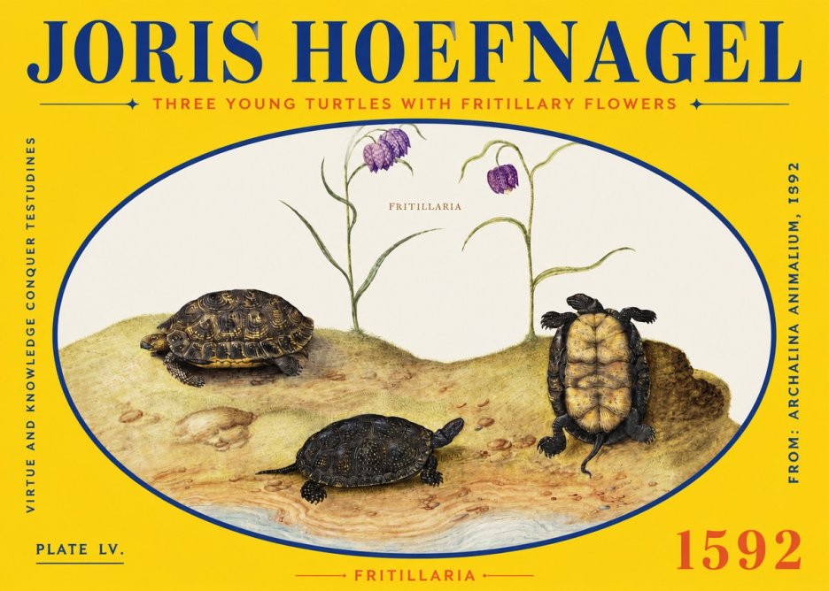 Joris Hoefnagel Three Young Turtles with Fritillary Flowers No2 - Póster