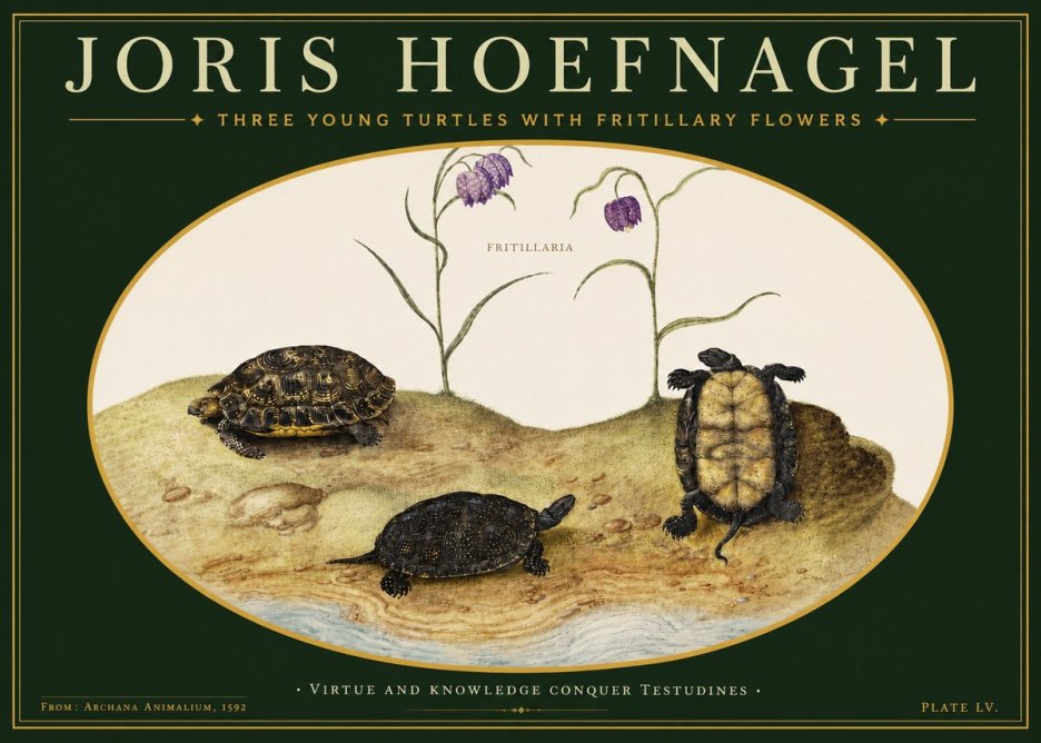 Joris Hoefnagel Three Young Turtles with Fritillary Flowers No3 - Póster