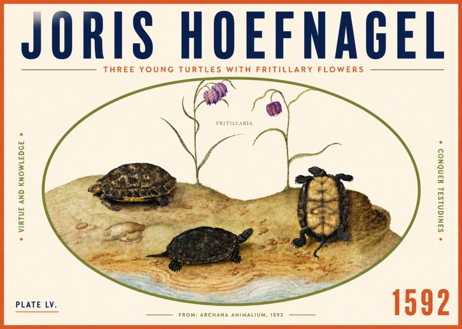 Joris Hoefnagel Three Young Turtles with Fritillary Flowers No4 - Póster