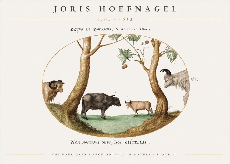 Joris Hoefnagel The Four Oxen No1 - Póster