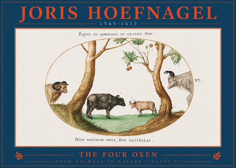 Joris Hoefnagel The Four Oxen No2 - Póster