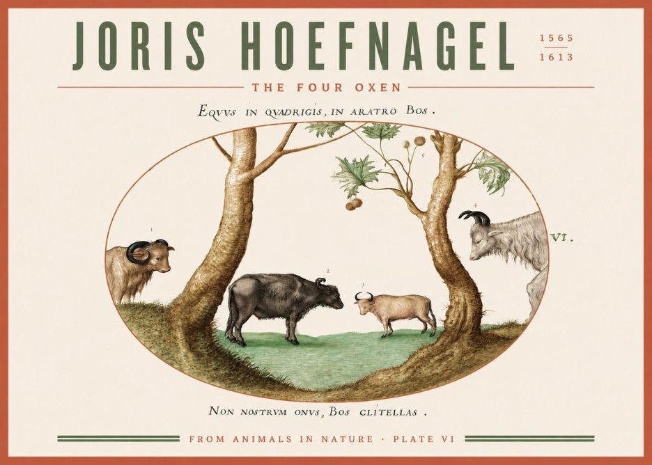 Joris Hoefnagel The Four Oxen No3 - Póster