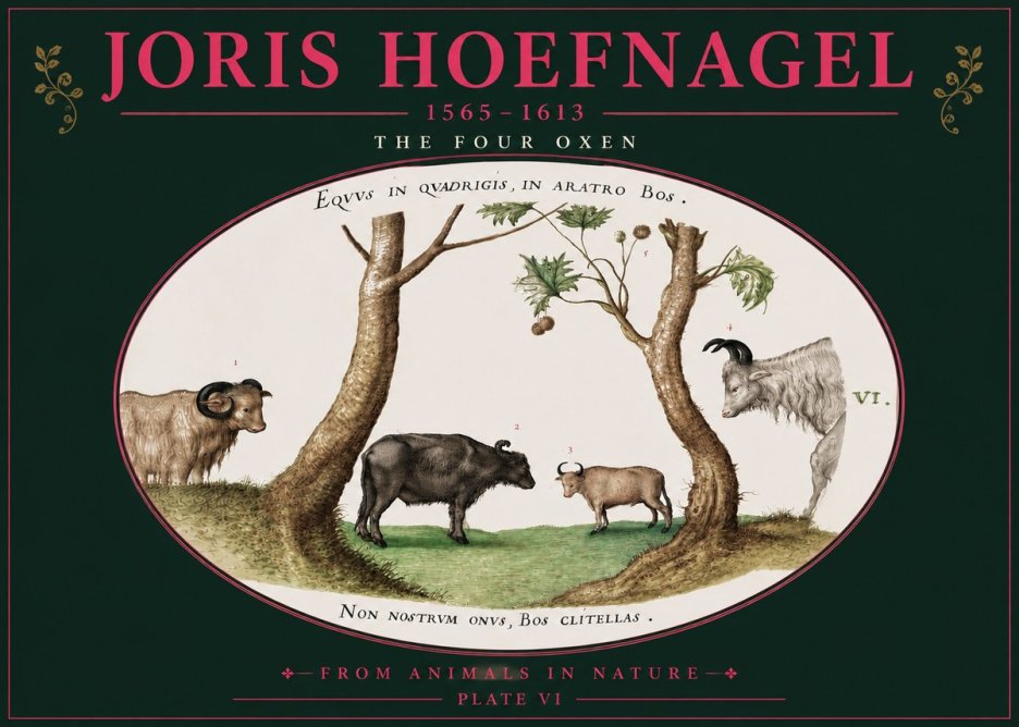 Joris Hoefnagel The Four Oxen No4 - Póster